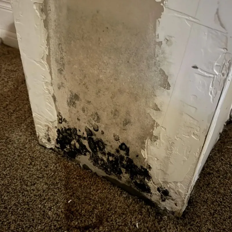 Professional Mold Removal in Flatonia, TX